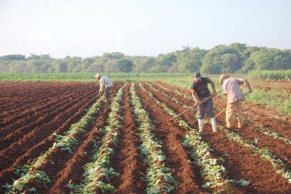 Protegidos ante la seguridad social todos los productores agropecuarios y forestales
