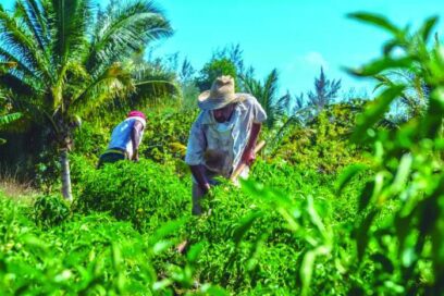Ejercicio de control de tierra y ganado devela miles de ilegalidades
