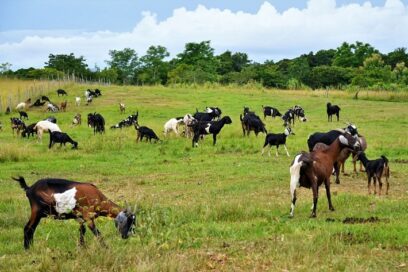 FAO valora alternativas para alimentar ganado menor en Cuba