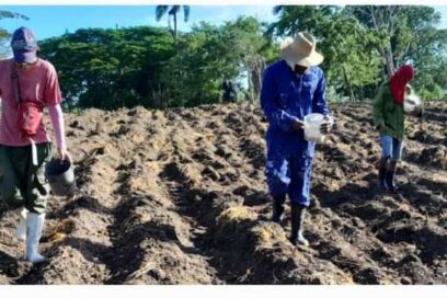 Incentiva CTC  producción de alimentos en Matanzas