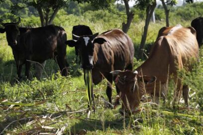 FAO apoya proyecto ganadero de Cuba