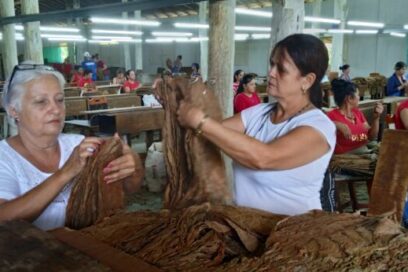 Despalillo La Rana: un sitio clave para producción de tabaco en Sancti Spíritus