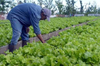 Producir alimentos más cerca de la mesa