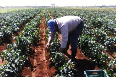Incrementan resultados económicos en Cooperativa de Producción Agropecuaria