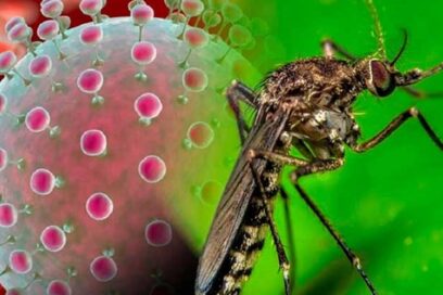 Investigan eventos de transmisión vertical del virus Oropouche