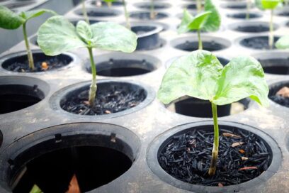 Vivero tecnificado de Pitajones: una apuesta estratégica