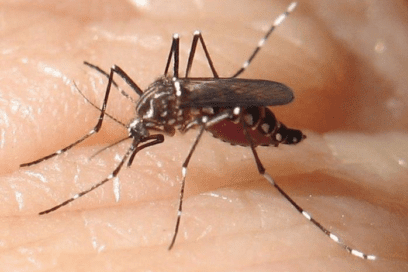 Evalúan uso del insecto estéril contra enfermedades infecciosas