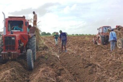 Participan guantanameros en la siembra de caña