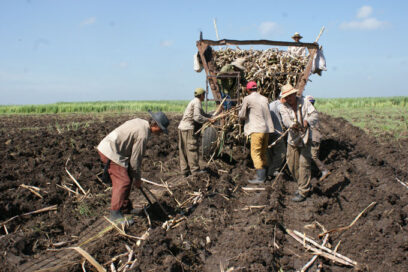 Continúa en Guantánamo apoyo obrero a la siembra de caña