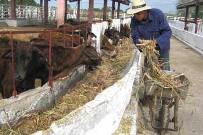 Alistan proceso de contratación de la producción agropecuaria