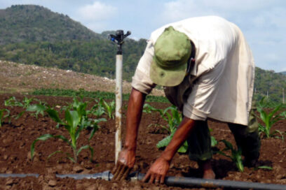 Ganan gran premio agricultores avileños