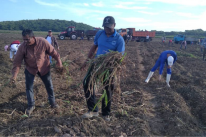Campaña agrícola de frío por satisfacer demanda de cultivos varios