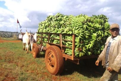Trabajadores Agropecuarios, Forestales y Tabacaleros de cara al 22 Congreso de la CTC