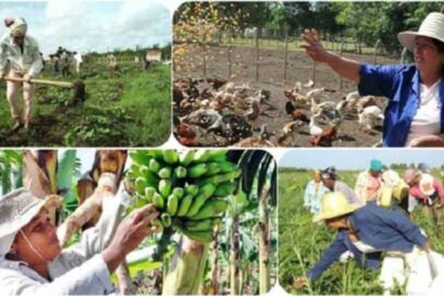Convoca la FAO en Cuba a primer taller internacional de fincas