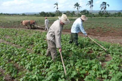 Avanza en Mayabeque campaña de siembra de frío