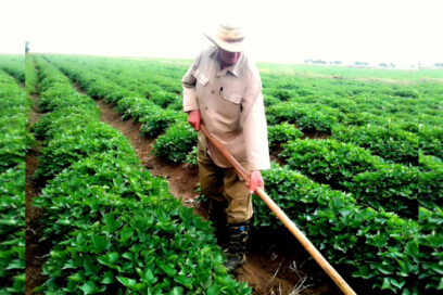 Con más producción respaldan campesinos XIII Congreso de la ANAP