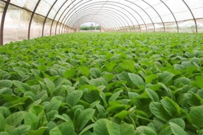 Comenzó la campaña tabacalera