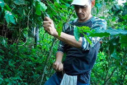 Respuesta productiva de afiliados santiagueros en la recogida de café