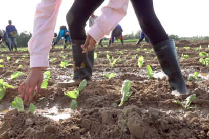 Iniciaron las siembras de la campaña tabacalera en Pinar del Río
