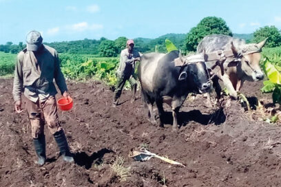 Apuesta desde el surco