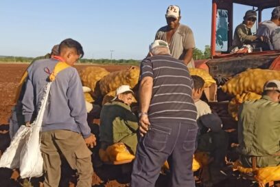 Mayabeque puntea en el país la siembra de papa