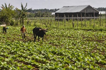 Exoneran del pago de aranceles la importación de varios productos