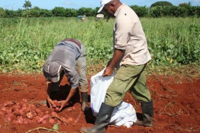 Agricultores de Cuba preparados para incrementar producción de alimentos