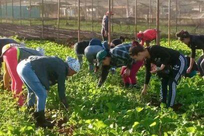 Aporte fructífero en surcos y fábricas de Ciego de Ávila