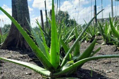 Áreas de autoconsumo de la Empresa de Cigarros «Lázaro Peña»: A otro nivel