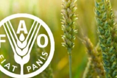 Director general de la FAO llama a impulsar la lucha contra el hambre