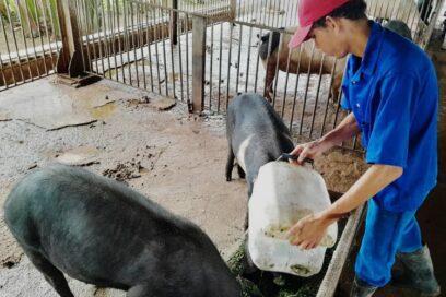 Multiplican en Holguín cerdo criollo de capa oscura