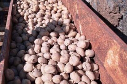 Siembran papas en campos de Las Tunas