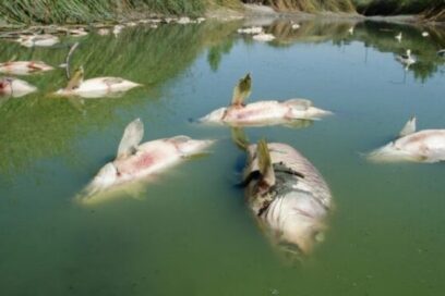 Gravemente amenazada de extinción fauna de agua dulce