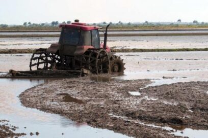 Vietnam recibe tierras cubanas para producir arroz