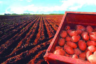 Actual campaña de papa se extiende a todas las provincias