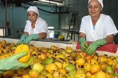 Reinició en Granma producción de jugos Taoro