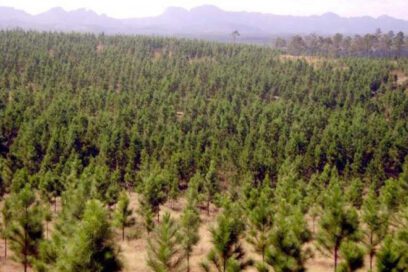 Incendio forestal en Pinar del Río