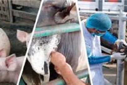 Destacan labor de trabajadores, técnicos y especialistas de la Medicina Veterinaria