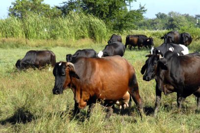 Próximamente en Cuba congresos sobre sistemas silvopastoriles de alimentación animal