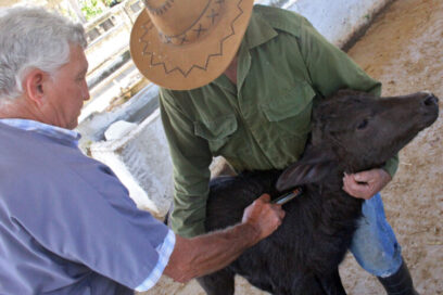 Desafíos y recompensas del veterinario cubano