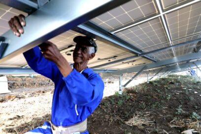 Un viejo roble en una sabana de luz