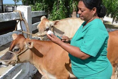 Veterinarios cubanos por la seguridad alimentaria