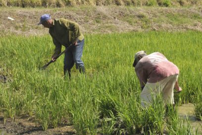 Granma consolida su liderazgo en la producción de arroz