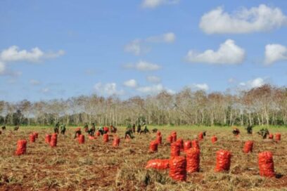 Desde el campo celebran aniversario 63 de la UJC