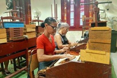 Por récords productivos en la producción de tabaco