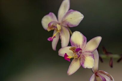 Flores desde el alma (Fotorreportaje)