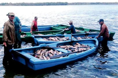 Alevines en las riberas