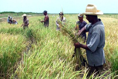 Granma por el crecimiento en la actividad arrocera