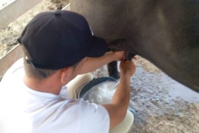 Ganadería bufalina: una apuesta firme y apropiada para Ruta Invasora