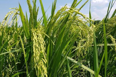 A buen ritmo siembra de arroz en Chambas